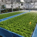 Aquaponics hydroponics farming fish lettuce
