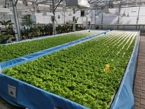 Hydroponics