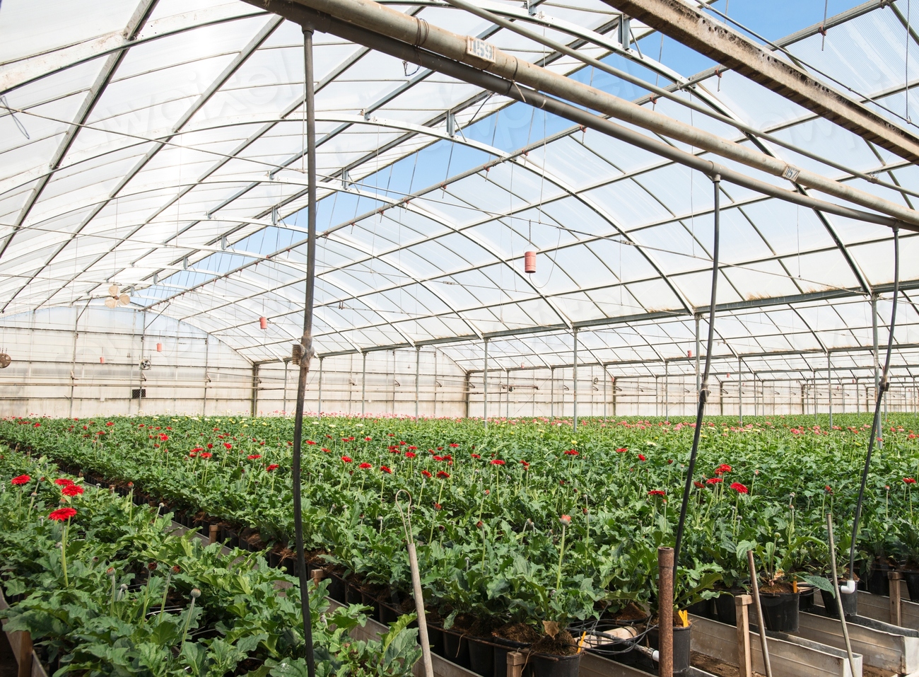 Kitayama Brothers, Inc. (KBI) hydroponic