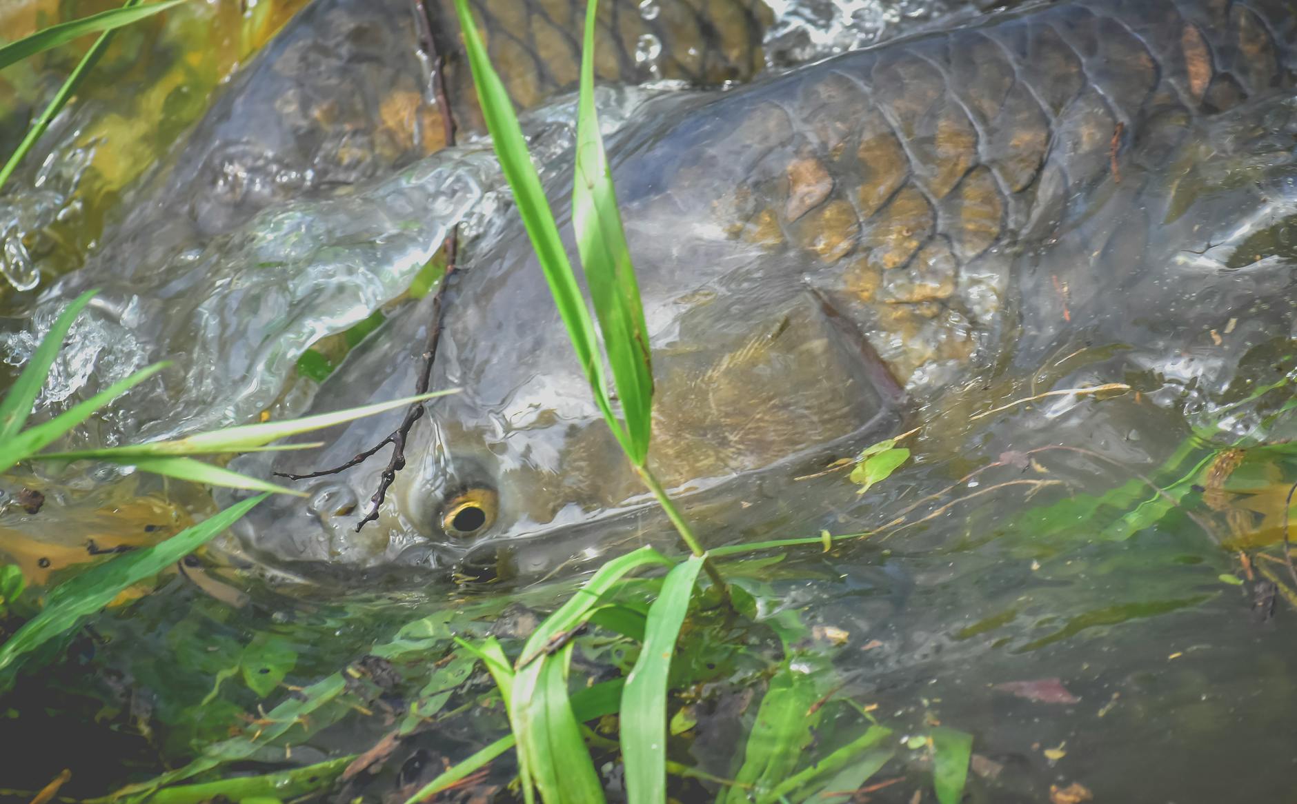 fish swimming in near green plants